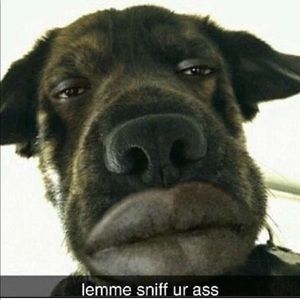 Meet your Posher, Brandon